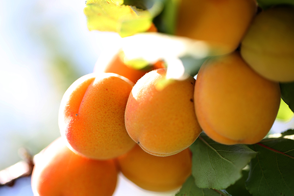 Der Sommer zeigt sich von der besten Seite. Wilkommen Pfirsiche und Aprikosen!